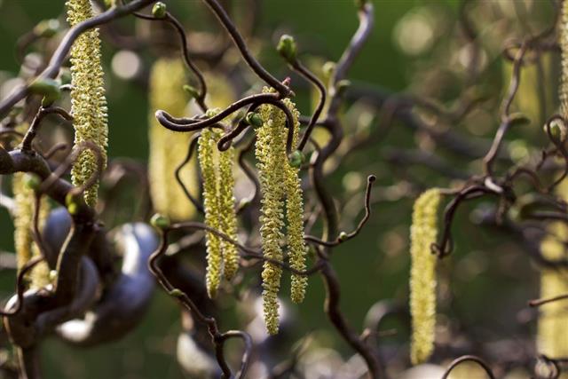 Babylon willow tree