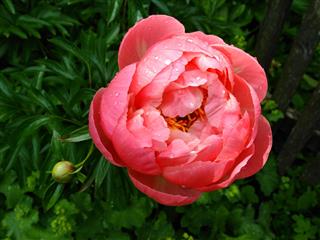Peony And Raindrop