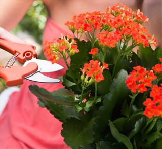 Smiling Woman Holding Kalanchoe