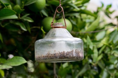 Bee/Wasp Trap
