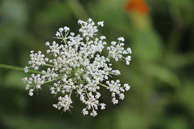 Queen Annes Lace