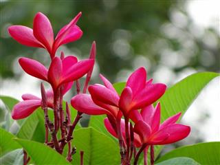 Mexican Frangipani Plumeria