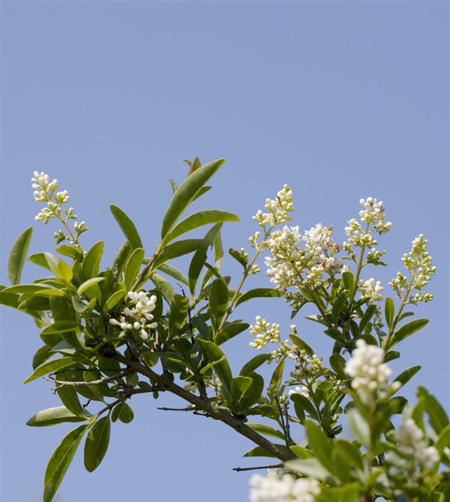 Privet Against Blue Sky