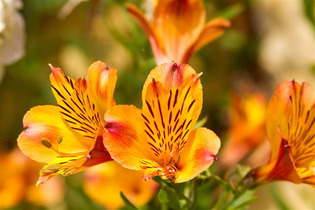 Orange Lily Flowers