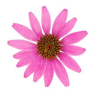 Echinacea Flower