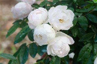 Floribundas rose???