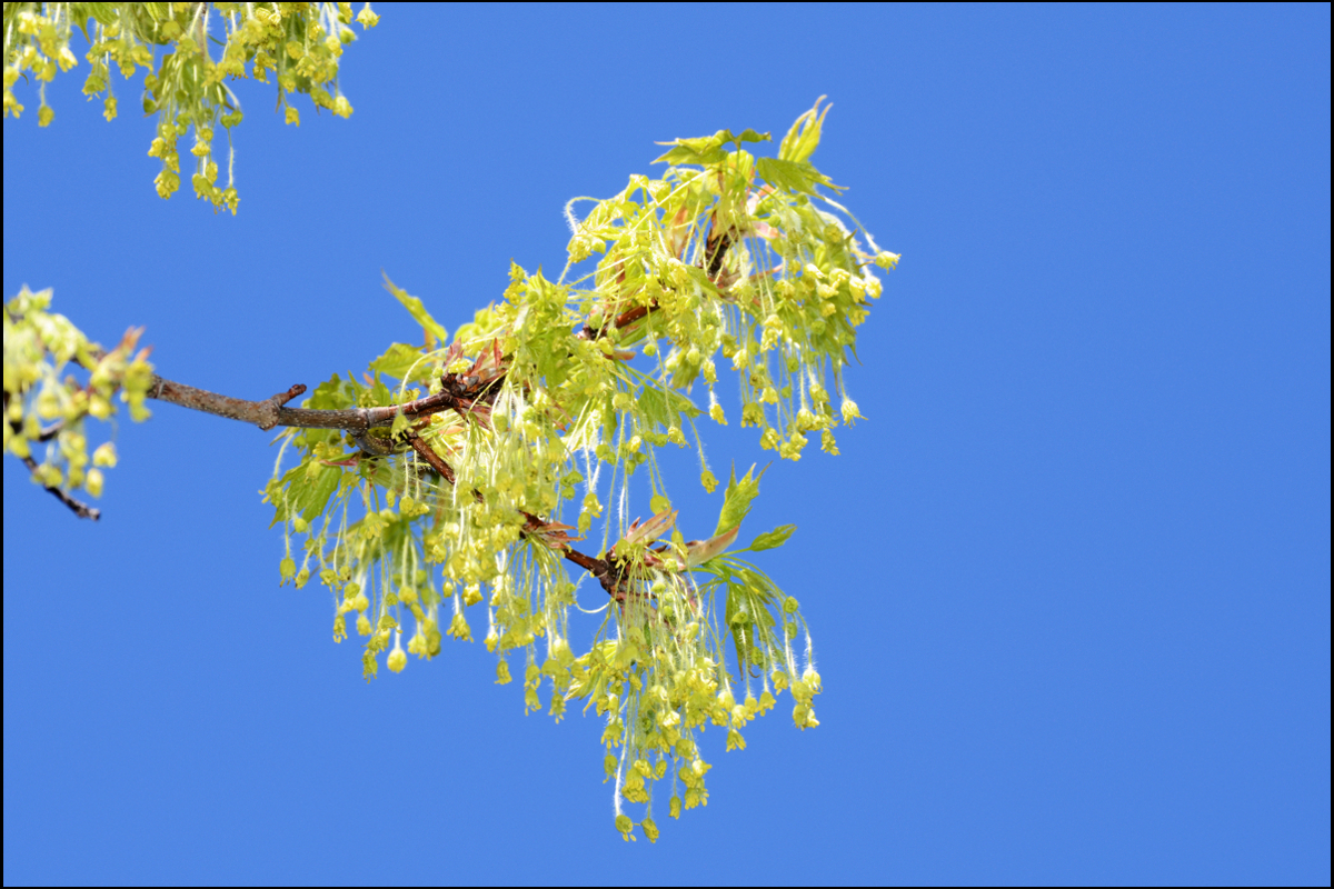 Sugar Maple Blossom