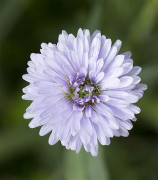 Purple Aster Flowers