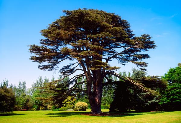 cedar