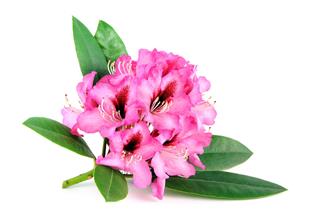 Pink Purple Rhododendron
