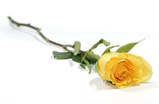 Yellow Rose
