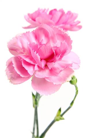 Pink Carnations