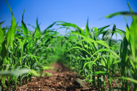 Grow Indigenous Crops