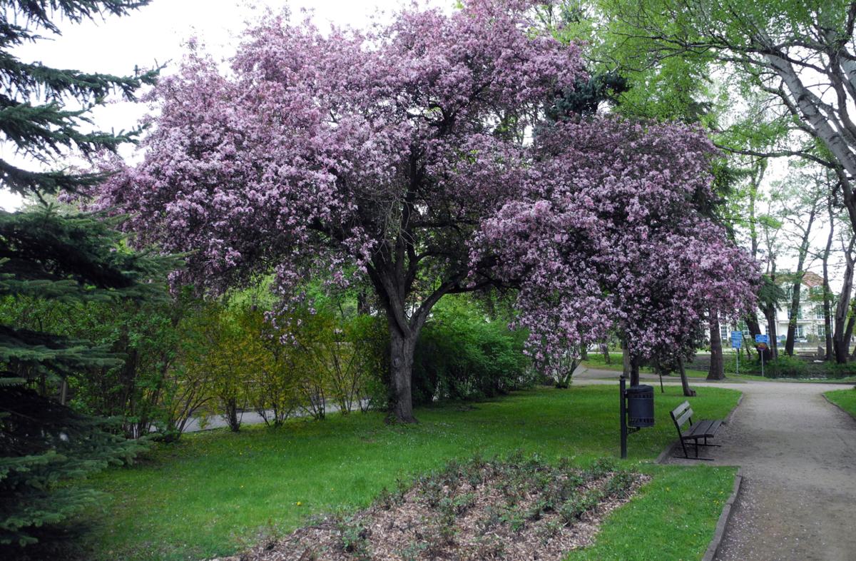 tree
