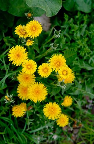 Yellow Dandelion