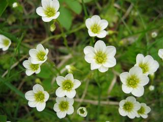 Saxifrage