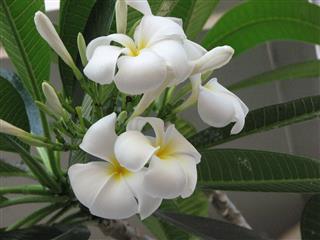 Frangipani Or Plumeria Flower
