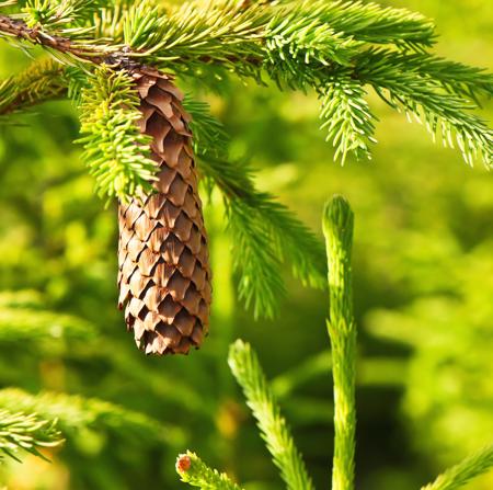 fir cone