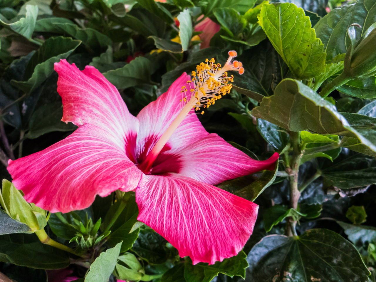 Hibiscus Flower