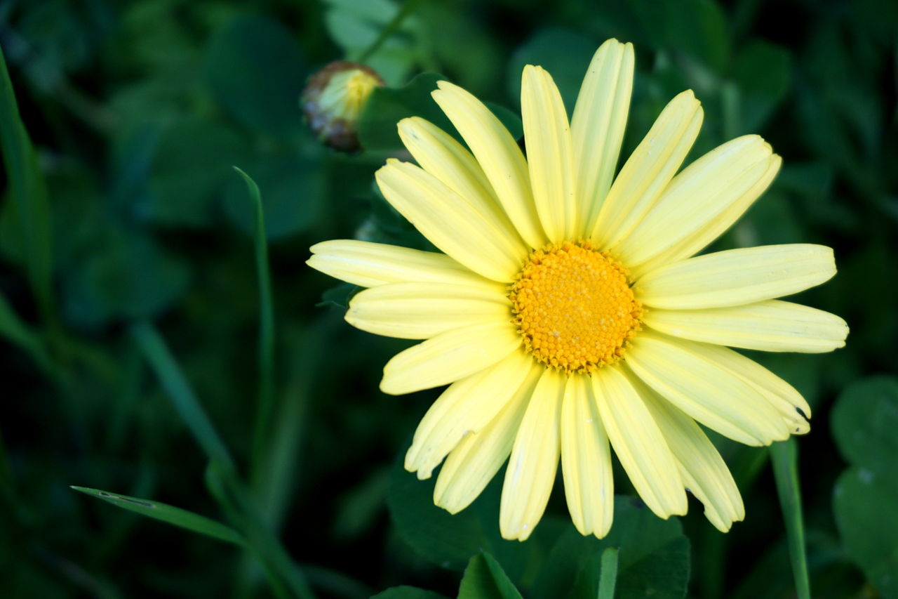 Yellow Daisy