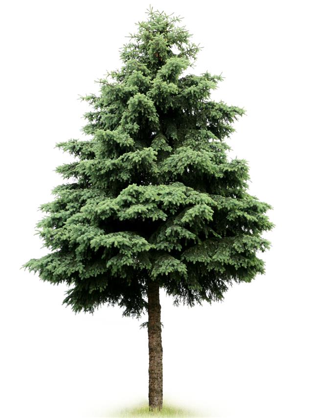 Fir tree