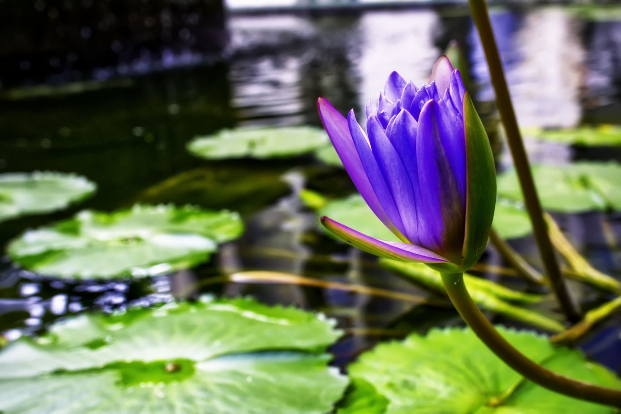 Sacred Lotus