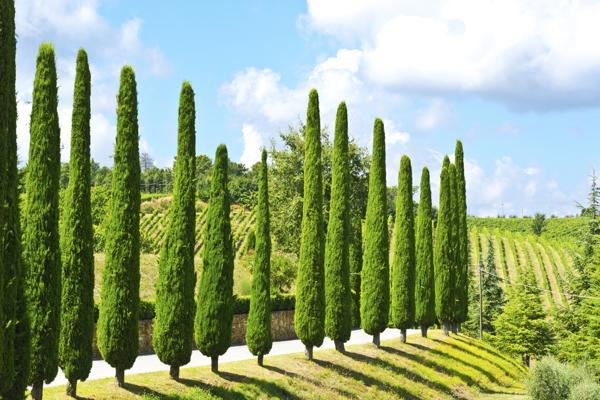 cypress