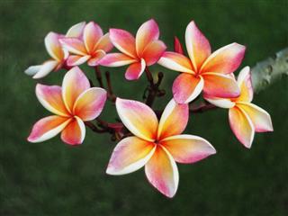Plumeria Or Frangipani Flowers