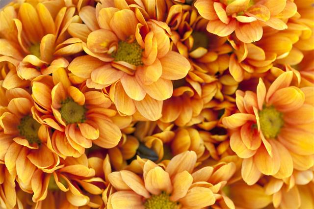 Orange Flowers Background