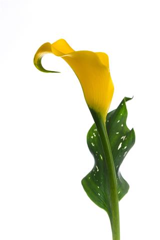 Yellow Calla Lily