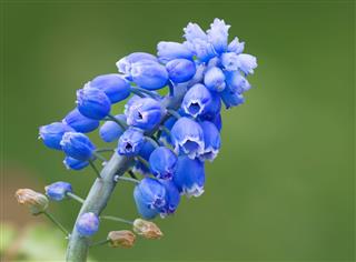 Blue Flowers