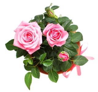 Rose In Ceramic Pot