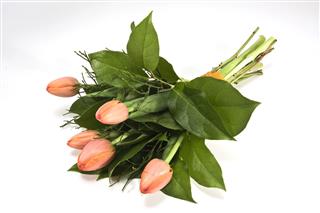 Tulips Bouquet