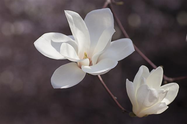 Magnolia Bloom