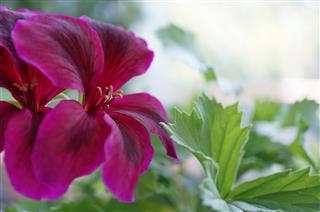 Flower Geranium
