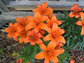 Tiger Lily