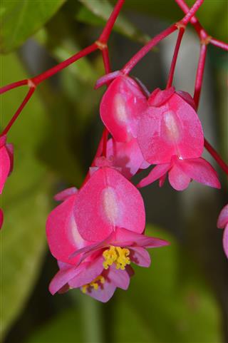 Begonia Flower
