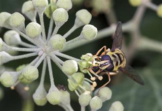 bee with flower