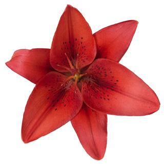 Red Lily