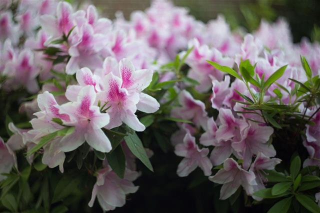 Azalea
