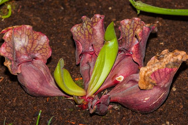 Sarracenia pitcher plant
