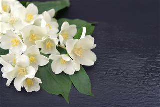 Jasmine Flowers