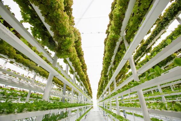 Hydroponic vertical farm