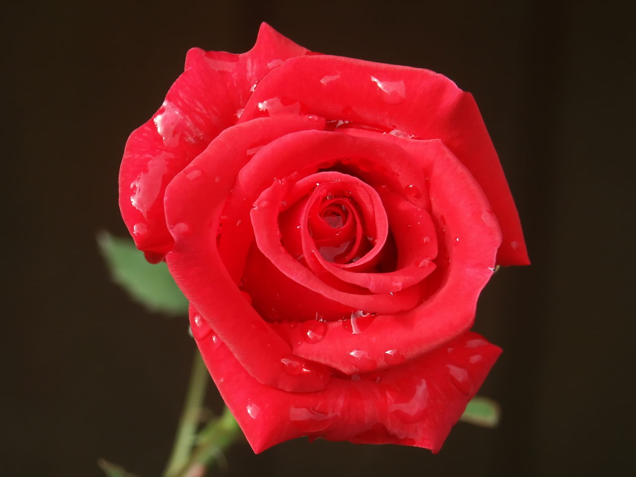 Red Rose