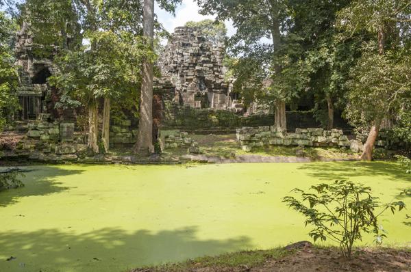Algae spread out over water