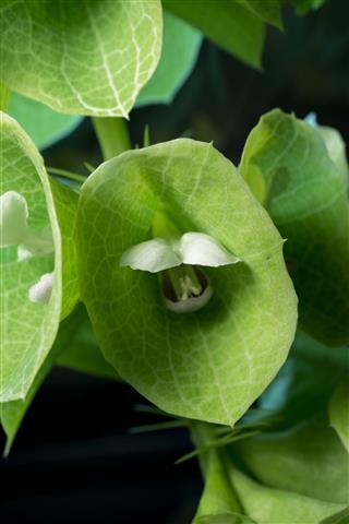 Moluccella Laevis Plant