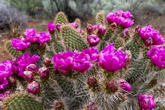 Prickly Pear Cactus in Bloom Snow Canyon