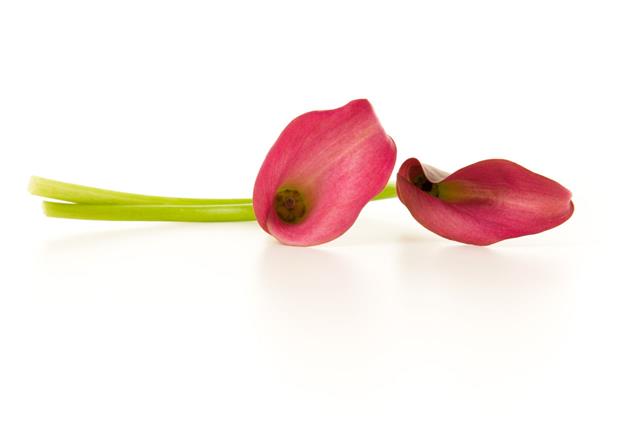 Red Calla Lily