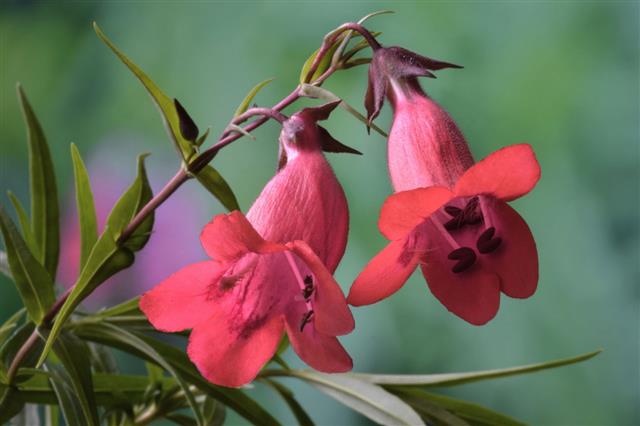 Penstemon Flower
