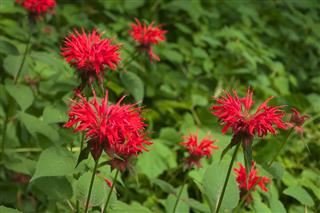 Group Of Monarda Flowers